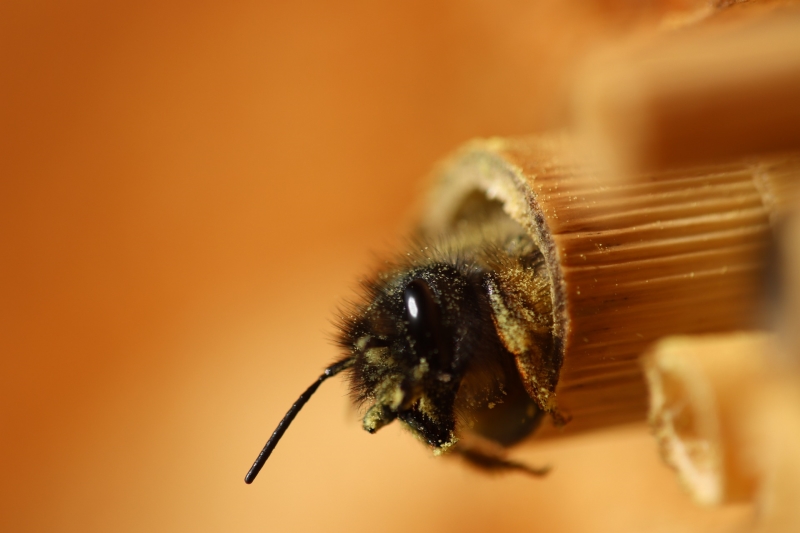 Wildbiene schaut aus der Bambusrohre eines Insektenhotels Wildbiene schaut aus Baumbusröhre im Insektenhotel