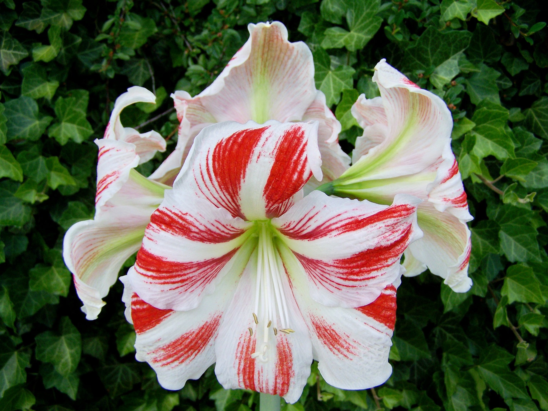 Eine rote Amaryllis mit weißen Streifen.