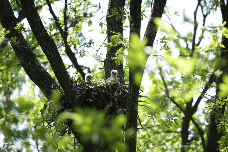 Baum mit Vogel Nest