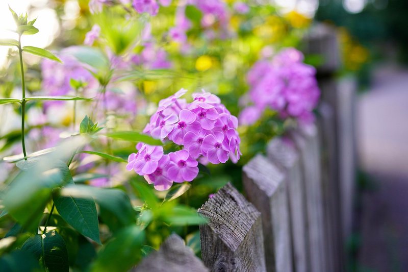 Lila Blumen Balkonsichtschutz mit Pflanzen
