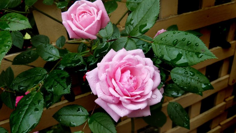Rankgitter mit Rosen