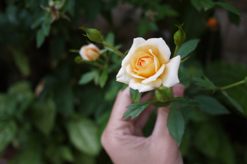 Rose Ernte