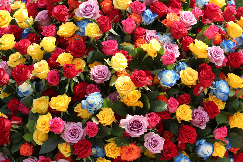 Rosenbeet pflanzen