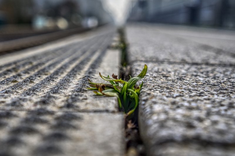 Unkraut auf der Straße Unkrauthacke für die Straße