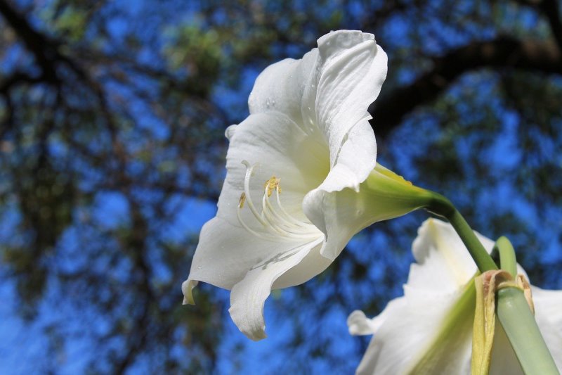 Eine Amaryllis mit weißen Blüten.