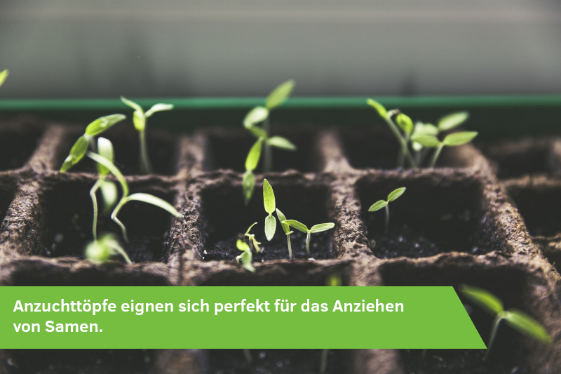 Kleine Pflanzen sprießen aus Anzuchttöpfen