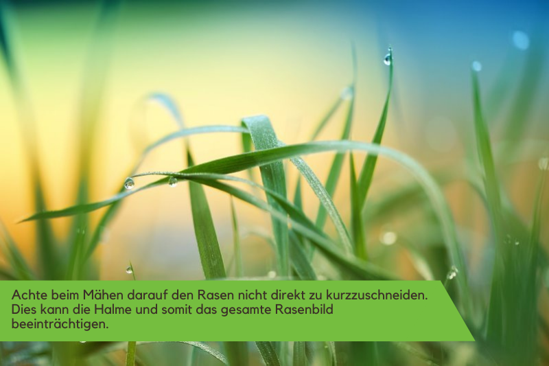 Benzinrasenmaeher im Test. Grüne Halme