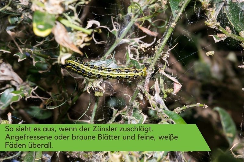 Vom Zünsler zerfressener Buchsbaum