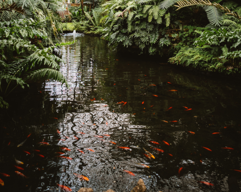Fische in einem Gartenteich Ein Gartenteich mit Fischen im Garten