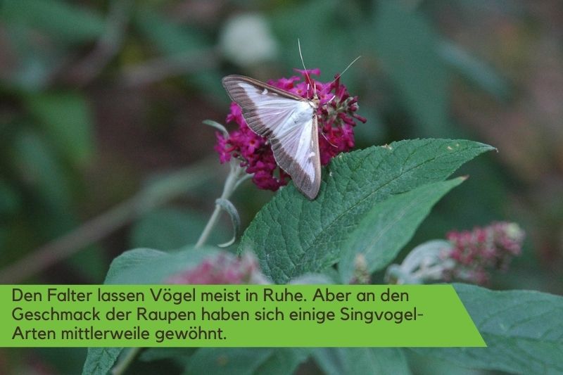 Zünsler-Falter auf einer Blume