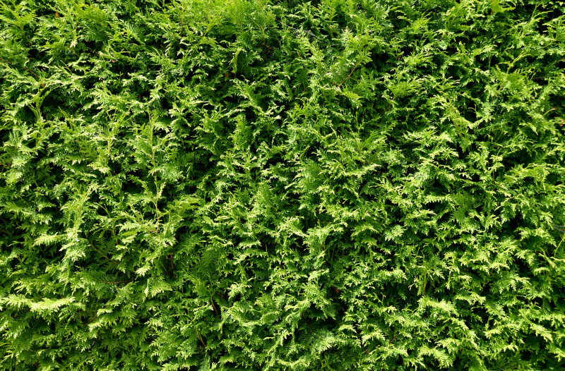 eine grüne Hecke