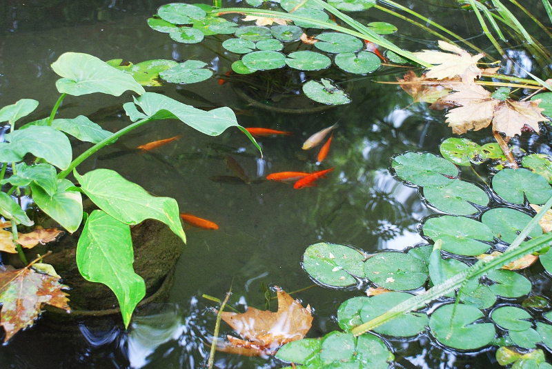 Gartenteich mit Fischen Goldfische in einem Gartenteich