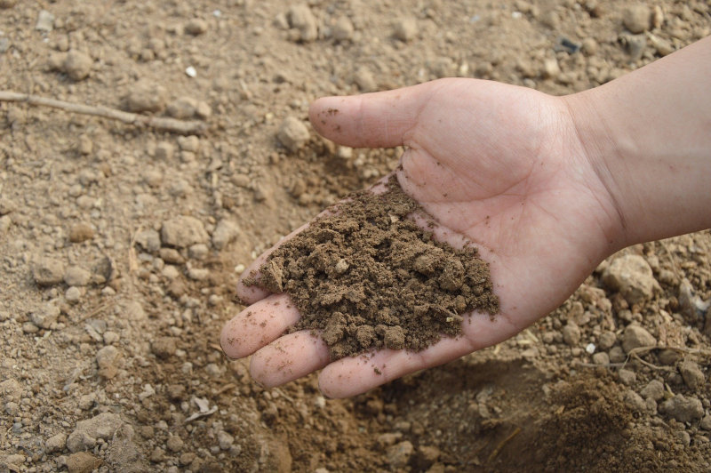Hand mit Erde Gesundes Erdreich