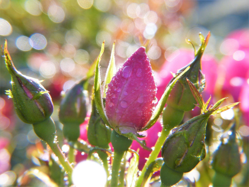 Rosen blühen nach Düngung Rosen blühen nach Düngung