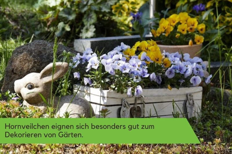 Hornveilchen im Garten.