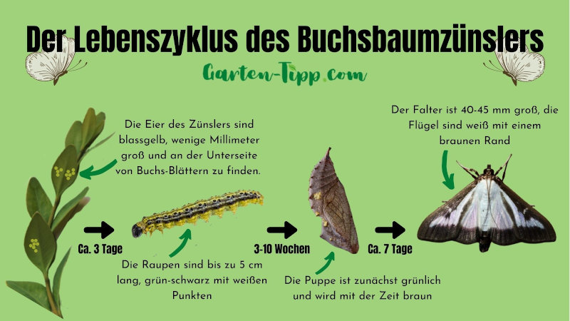 Darstellung des Lebenszyklus des Zünslers