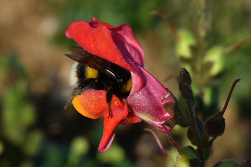 Eine Hummel sammelt Pollen und Nektar von einem Löwenmäulchen.