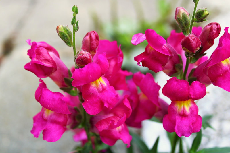 Ein rosa Löwenmäulchen mit gelber "Unterlippe".
