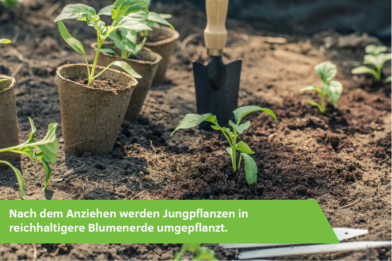 Jungpflanzen stehen im Garten und werden umgepflanzt