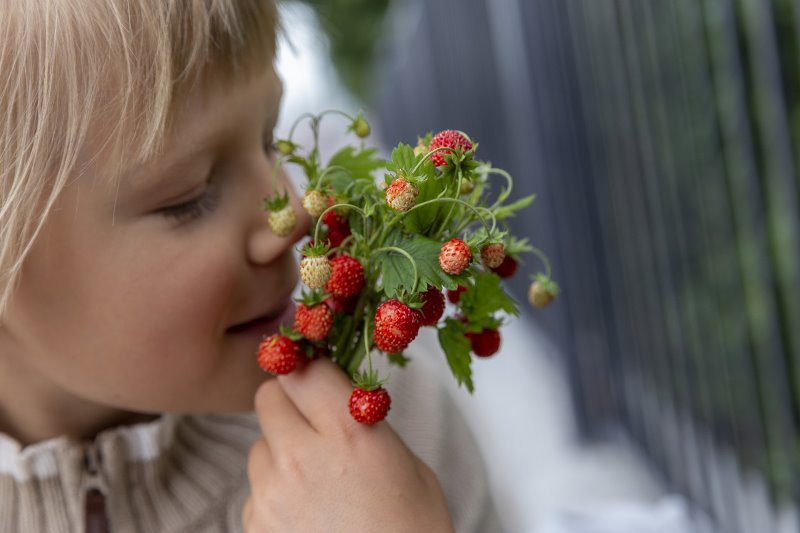 Kleines Mädchen riecht an Walderdbeeren kind-riecht-an-walderdbeeren