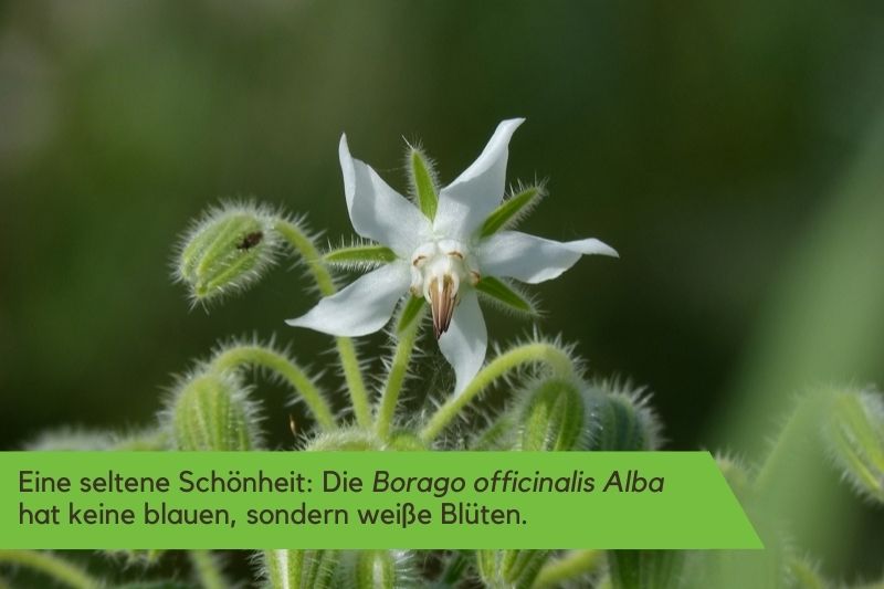 Der weiße Borretsch