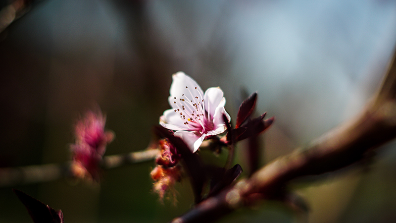 Eine aufkeimende Zwetschgenblüte mit einem grellen, rosafarbenen Kern.