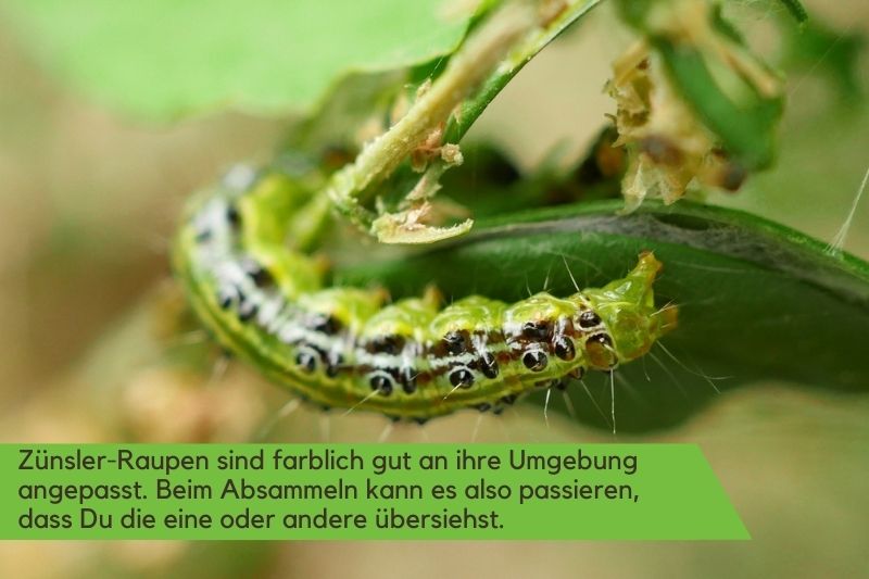 Raupe des Zünslers in grünen Blättern