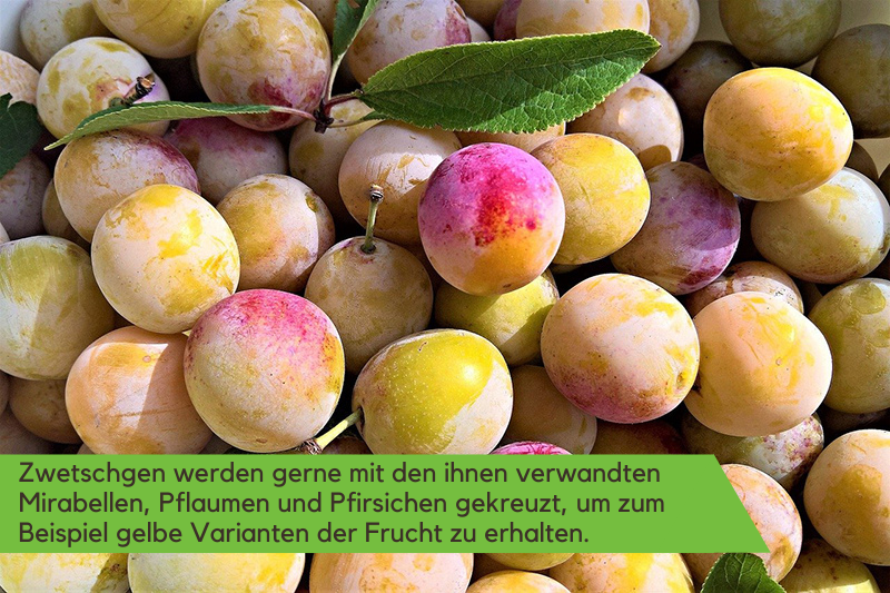 Ein Haufen gelber Mirabellen-Zwetschgen ist auf dem Bild zu sehen. Die Beschriftung lautet: "Zwetschgen werden gerne mit den ihnen verwandten Mirabellen, Pflaumen und Pfirsichen gekreuzt, um zum Beispiel gelbe Varianten der Frucht zu erhalten."