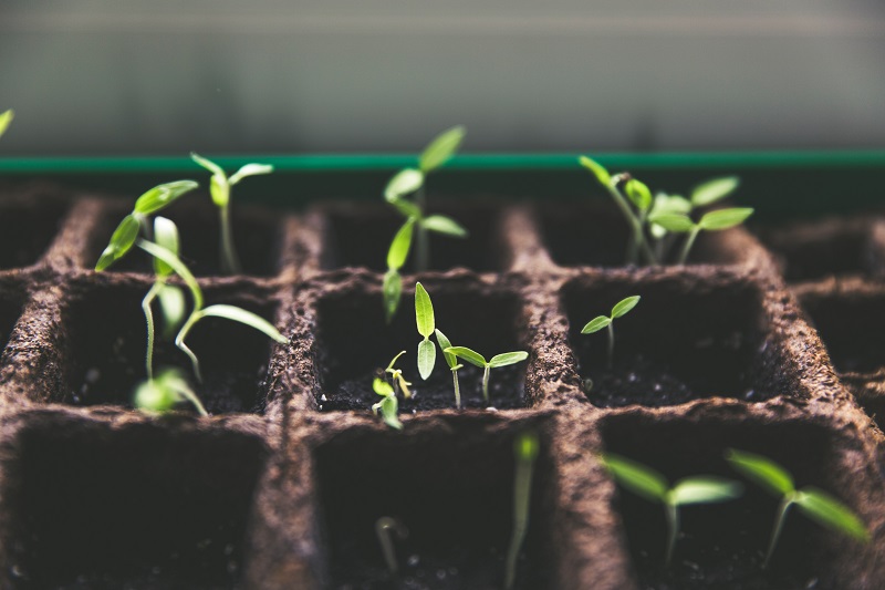 Manche Bewässerungskugeln können Dir auch die Gartenarbeit erleichtern Einige keimende Setzlinge in einem Beet