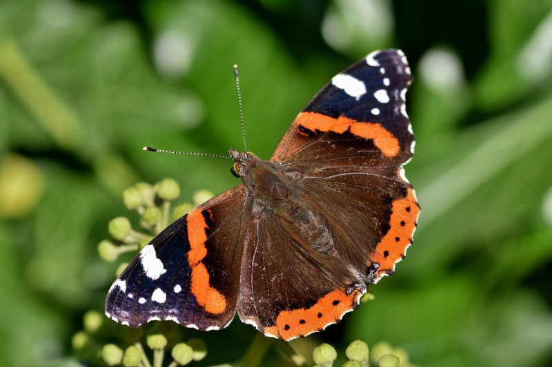 Schmetterlinge bestimmen Admiral Admiral auf Blüte