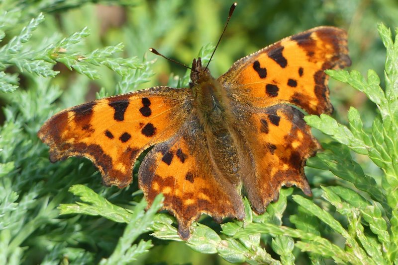 Schmetterlinge bestimmen C-Falter C-Falter auf Baum