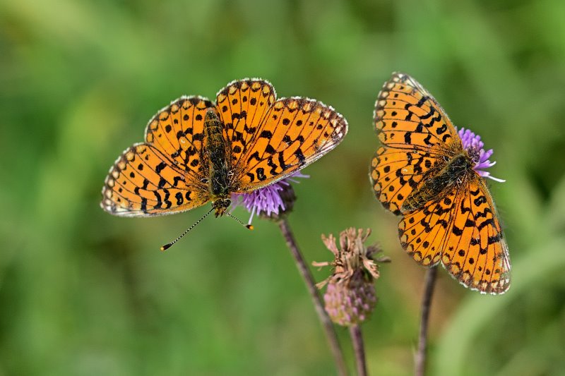 Schmetterlinge bestimmen Kaisermantel Kaisermantel auf Blume