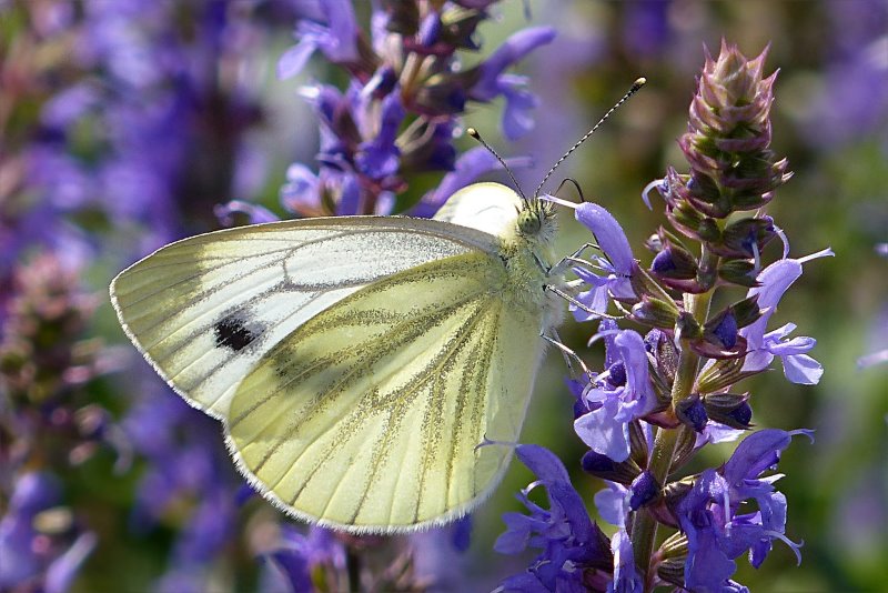 Schmetterlinge bestimmen Kohlweißling Kohlweißling auf Blume