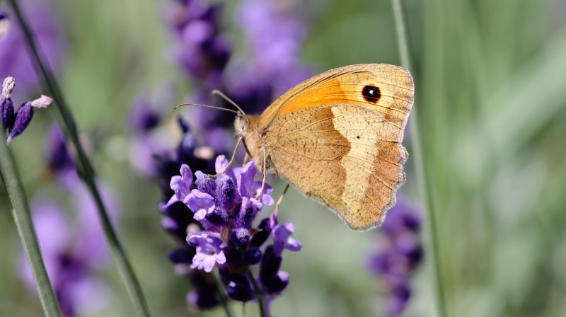 Schmetterlinge bestimmen Ochsenauge Ochsenauge auf Blume