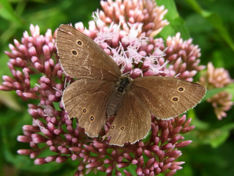 Schmetterlinge bestimmen Schornsteinfeger Schornsteinfeger auf Blume