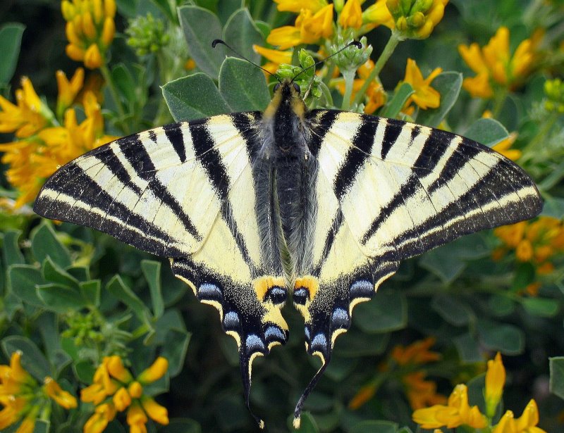 Schmetterlinge bestimmen Segelfalter Segelfalter auf Blüte