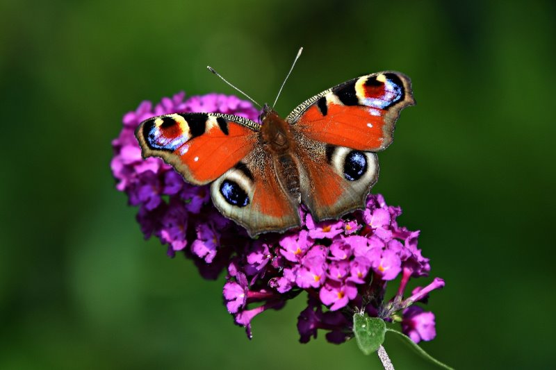 Schmetterlinge bestimmen Tagpfauenauge Tagpfauenauge auf Blume