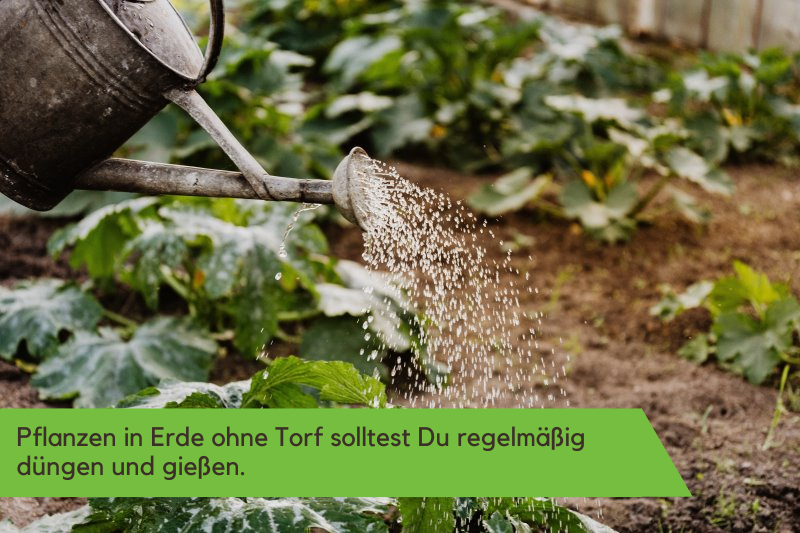 Pflanzen in torffreier Erde werden gegossen