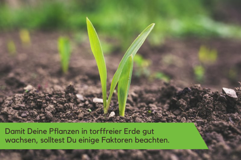 Pflanze in torffreier Erde